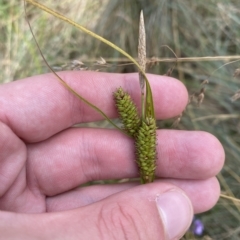 Carex blakei (Blake's Sedge) at Cotter River, ACT - 26 Feb 2023 by Tapirlord