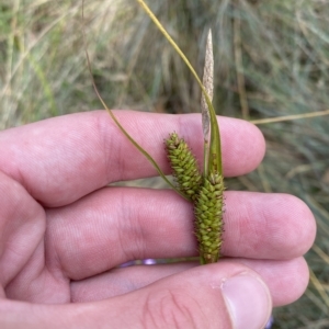 Carex blakei at Cotter River, ACT - 26 Feb 2023