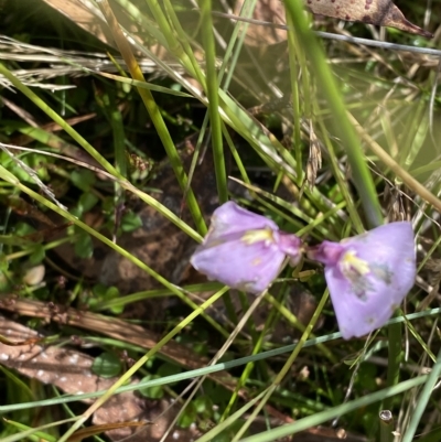 Utricularia dichotoma (Fairy Aprons, Purple Bladderwort) at Cotter River, ACT - 26 Feb 2023 by Tapirlord