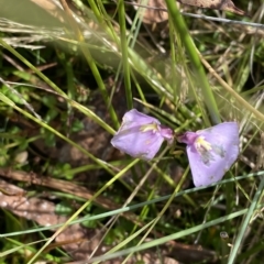 Utricularia dichotoma at Cotter River, ACT - 26 Feb 2023 12:03 PM