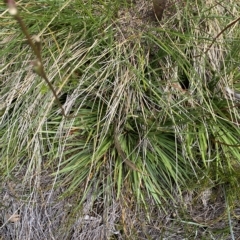 Stylidium montanum (Alpine Triggerplant) at Namadgi National Park - 26 Feb 2023 by Tapirlord