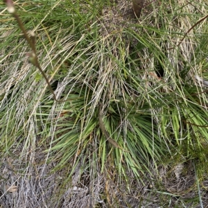 Stylidium montanum at Cotter River, ACT - 26 Feb 2023