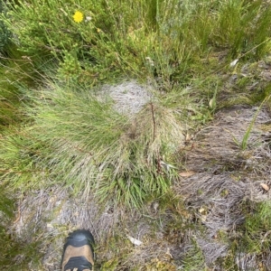 Stylidium montanum at Cotter River, ACT - 26 Feb 2023