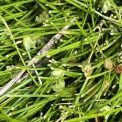 Isolepis montivaga (Fog Club-Sedge) at Cotter River, ACT - 26 Feb 2023 by Tapirlord