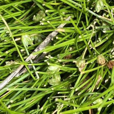 Isolepis montivaga (Fog Club-Sedge) at Namadgi National Park - 26 Feb 2023 by Tapirlord