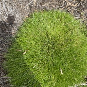 Isolepis montivaga at Cotter River, ACT - 26 Feb 2023