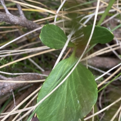 Barbarea grayi (Native Wintercress) at Namadgi National Park - 26 Feb 2023 by Tapirlord