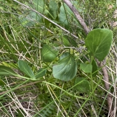 Barbarea grayi at Cotter River, ACT - 26 Feb 2023