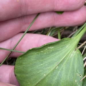 Barbarea grayi at Cotter River, ACT - 26 Feb 2023