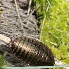 Polyzosteria viridissima (Alpine Metallic Cockroach) at Namadgi National Park - 26 Feb 2023 by Tapirlord