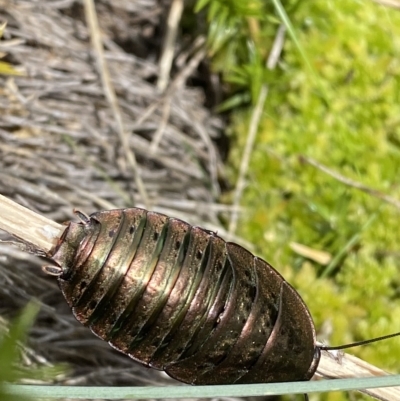 Polyzosteria viridissima (Alpine Metallic Cockroach) at Cotter River, ACT - 26 Feb 2023 by Tapirlord