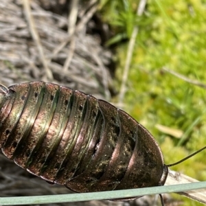 Polyzosteria viridissima at Cotter River, ACT - 26 Feb 2023