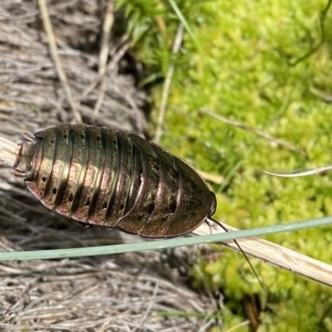 Polyzosteria viridissima at Cotter River, ACT - 26 Feb 2023