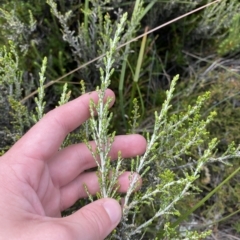 Ozothamnus cupressoides (Kerosine Bush) at Cotter River, ACT - 26 Feb 2023 by Tapirlord