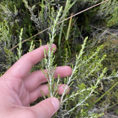 Ozothamnus cupressoides (Kerosine Bush) at Cotter River, ACT - 26 Feb 2023 by Tapirlord