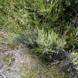 Ozothamnus cupressoides at Cotter River, ACT - 26 Feb 2023