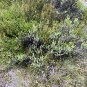 Ozothamnus cupressoides at Cotter River, ACT - 26 Feb 2023