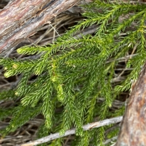 Austrolycopodium fastigiatum at Cotter River, ACT - 26 Feb 2023