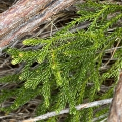 Lycopodium fastigiatum at Cotter River, ACT - 26 Feb 2023