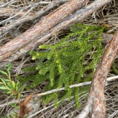 Austrolycopodium fastigiatum at Cotter River, ACT - 26 Feb 2023