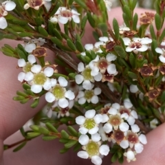 Baeckea gunniana (Alpine Baeckea) at Namadgi National Park - 26 Feb 2023 by Tapirlord