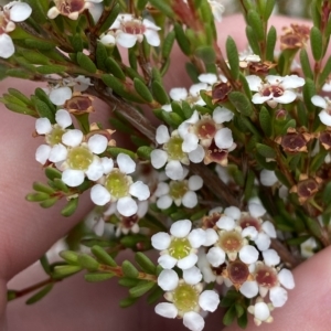 Baeckea gunniana at Cotter River, ACT - 26 Feb 2023