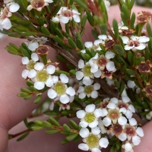 Baeckea gunniana at Cotter River, ACT - 26 Feb 2023