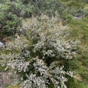 Baeckea gunniana at Cotter River, ACT - 26 Feb 2023