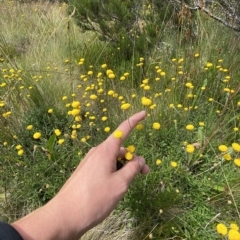 Leptorhynchos squamatus subsp. alpinus (Scaly Buttons) at Namadgi National Park - 26 Feb 2023 by Tapirlord