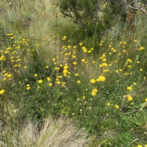 Leptorhynchos squamatus subsp. alpinus at Cotter River, ACT - 26 Feb 2023