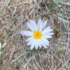 Celmisia sp. Pulchella (M.Gray & C.Totterdell 7079) Australian National Herbarium at Cotter River, ACT - 26 Feb 2023