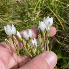 Gentianella muelleriana subsp. jingerensis (Mueller's Snow-gentian) at Namadgi National Park - 26 Feb 2023 by Tapirlord