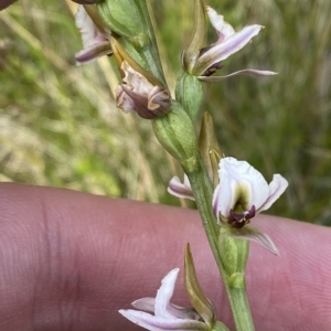 Paraprasophyllum alpestre at Cotter River, ACT - 26 Feb 2023