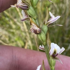 Paraprasophyllum alpestre at Cotter River, ACT - 26 Feb 2023