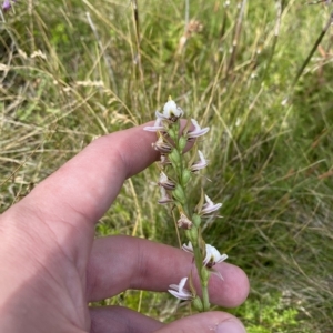 Paraprasophyllum alpestre at Cotter River, ACT - 26 Feb 2023