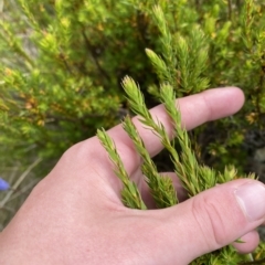 Epacris paludosa (Alpine Heath) at Cotter River, ACT - 26 Feb 2023 by Tapirlord