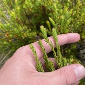 Epacris paludosa at Cotter River, ACT - 26 Feb 2023