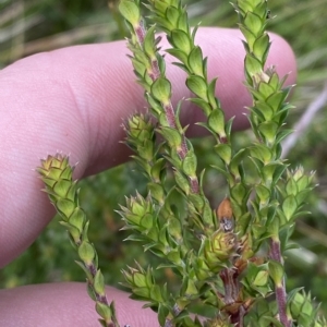 Epacris breviflora at Cotter River, ACT - 26 Feb 2023