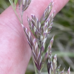 Hookerochloa hookeriana at Cotter River, ACT - 26 Feb 2023 11:40 AM