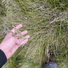 Hookerochloa hookeriana at Cotter River, ACT - 26 Feb 2023 11:40 AM