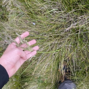 Hookerochloa hookeriana at Cotter River, ACT - 26 Feb 2023 11:40 AM