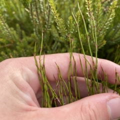 Empodisma minus (Spreading Rope-rush) at Cotter River, ACT - 26 Feb 2023 by Tapirlord