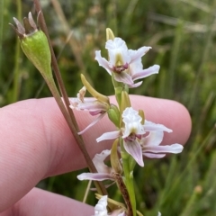 Paraprasophyllum alpestre (Mauve leek orchid) at Cotter River, ACT - 26 Feb 2023 by Tapirlord