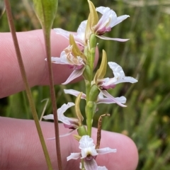 Paraprasophyllum alpestre at Cotter River, ACT - suppressed