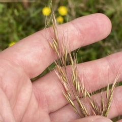 Dichelachne sp. (Plume Grasses) at Cotter River, ACT - 26 Feb 2023 by Tapirlord