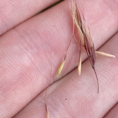 Dichelachne sp. at Namadgi National Park - 26 Feb 2023