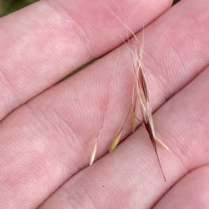 Dichelachne sp. at Namadgi National Park - 26 Feb 2023 11:27 AM