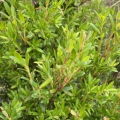 Leucopogon gelidus at Cotter River, ACT - 26 Feb 2023 by Tapirlord