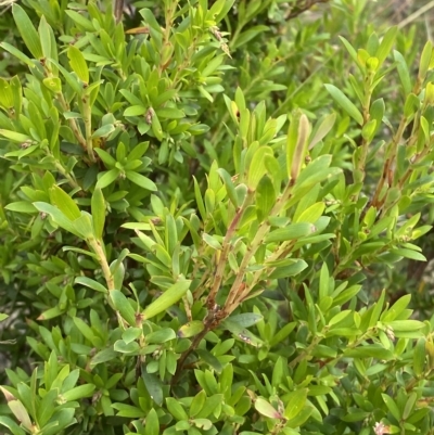 Leucopogon gelidus at Namadgi National Park - 26 Feb 2023 by Tapirlord