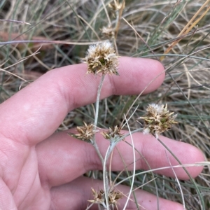 Euchiton japonicus at Cotter River, ACT - 26 Feb 2023